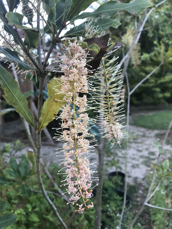 Macadamia flowers 4 2019