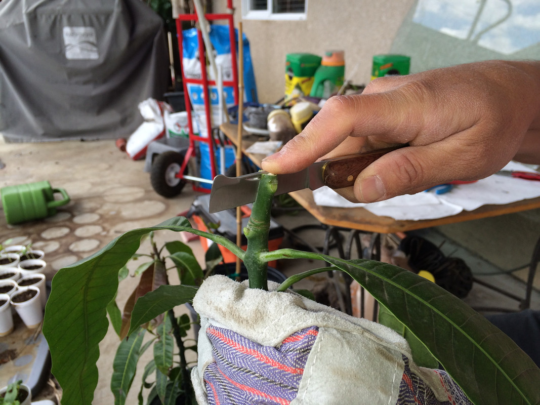 safely_slicing_rootstock