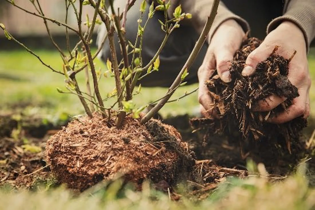 Haz mantillo casero y protege tus plantas del frío
