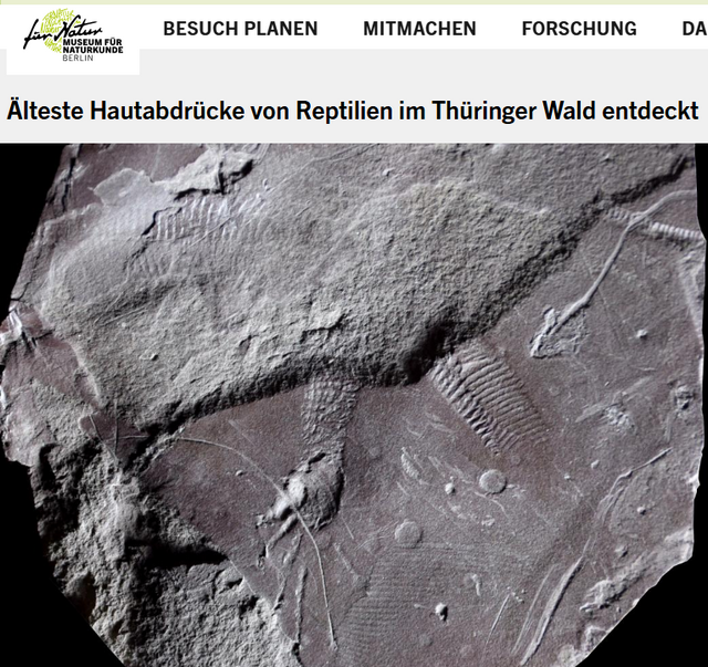 Abdrücke von Reptilienhaut 