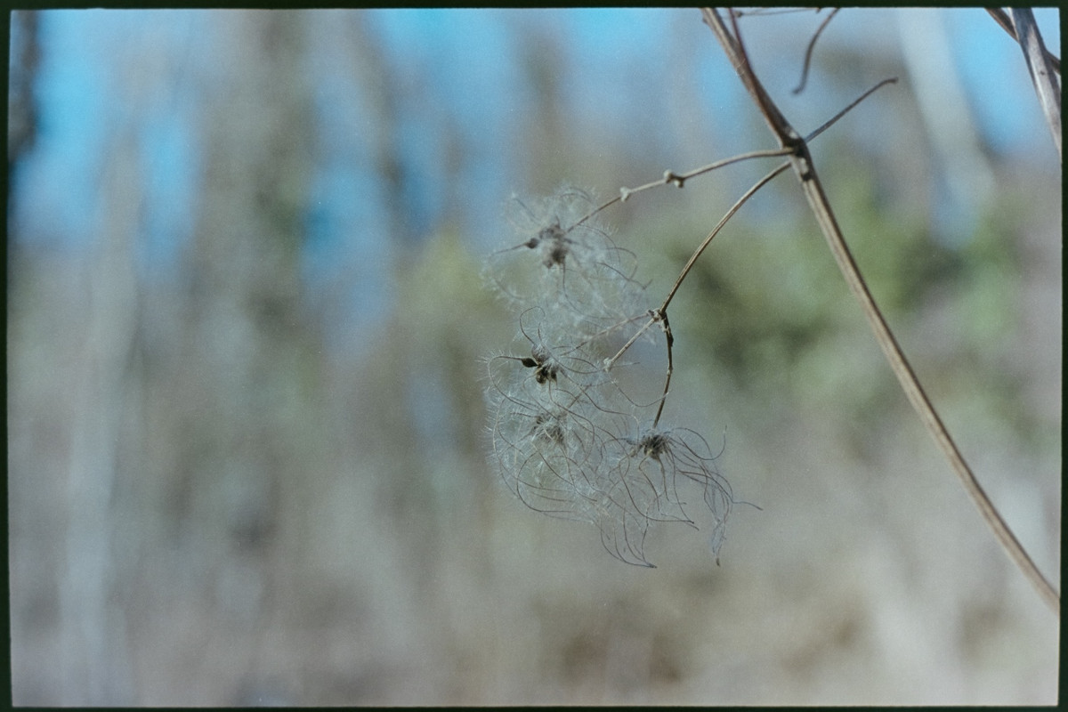 Nikon FM2n_Nikkor micro 55mm_10feb2022_29 (1280x853)