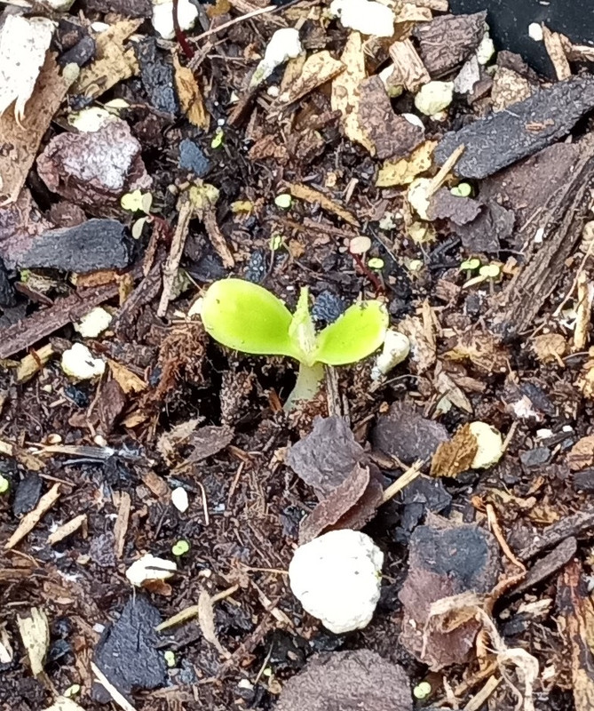 IMG_20250208_104124833~2