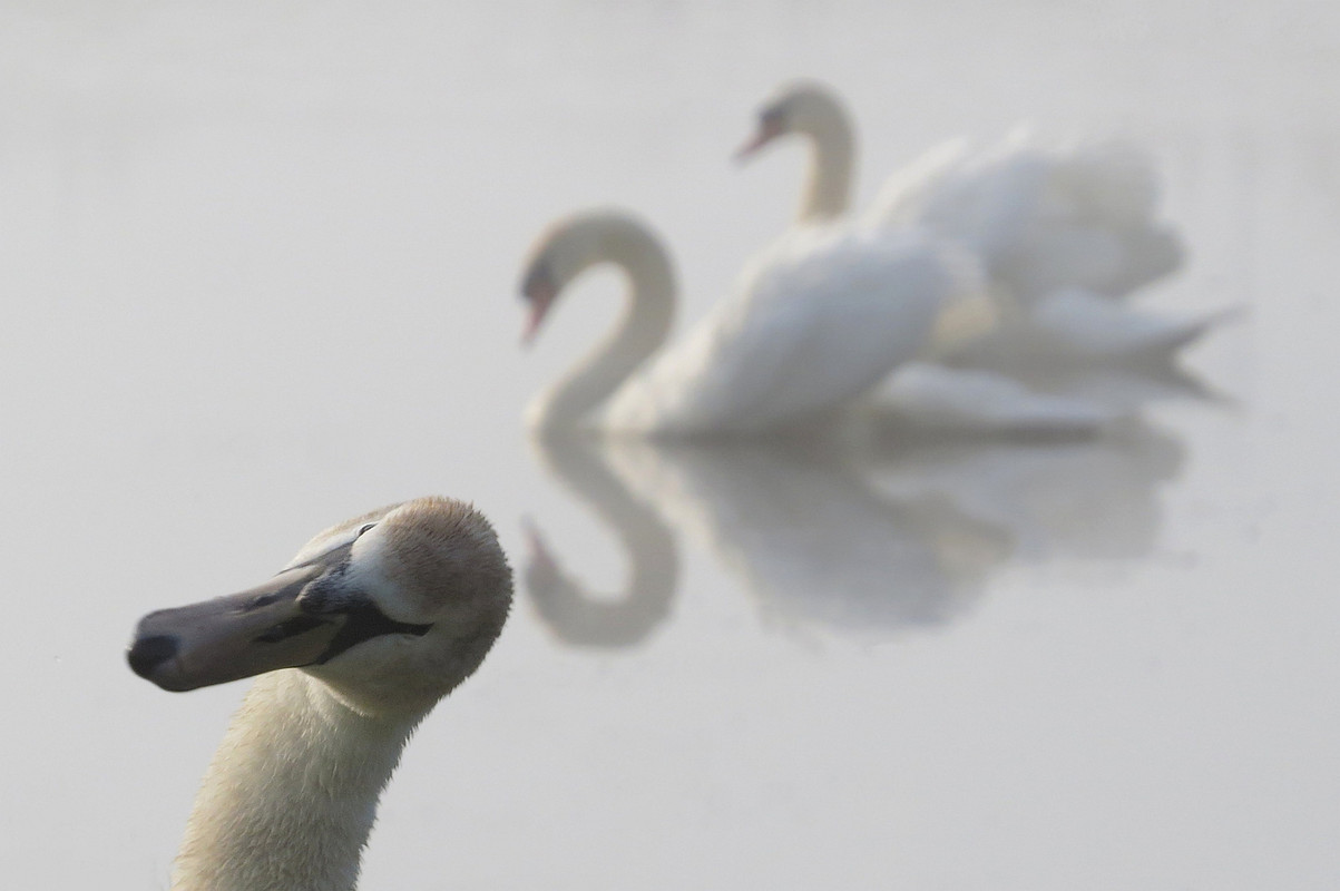 De Hekking onder de zwanen, gemeente Juinen