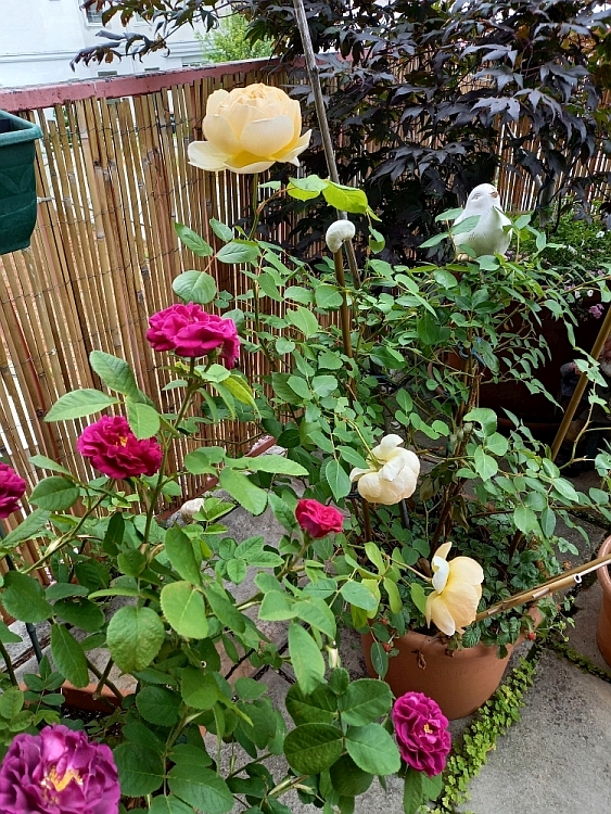 [Bild: rosensaison2021-08.jpg]