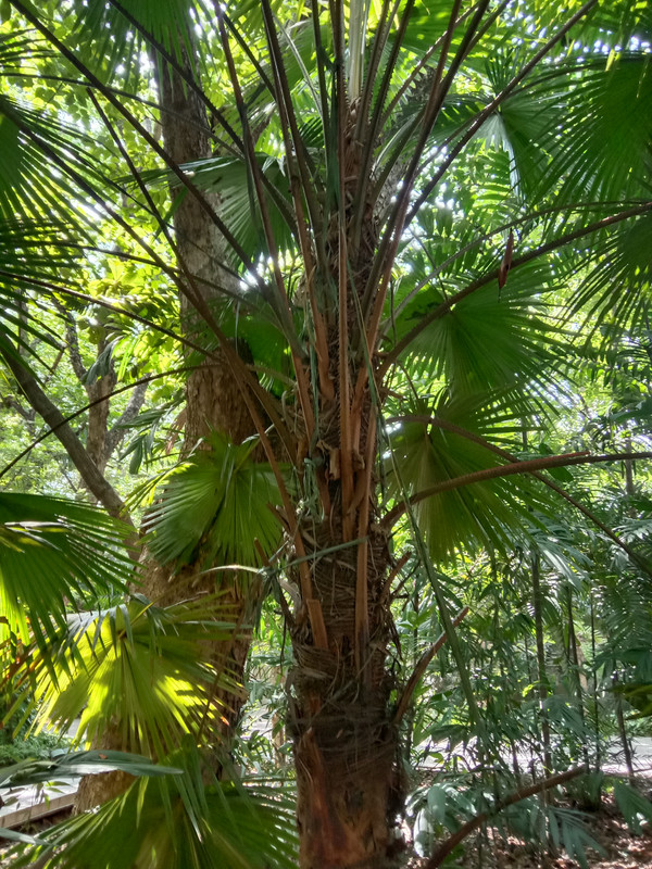 Arroceros Forest Park Manila Bagras20260715 141736
