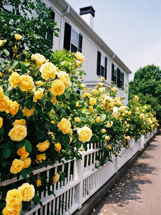 flowers-yell-roses.jpg