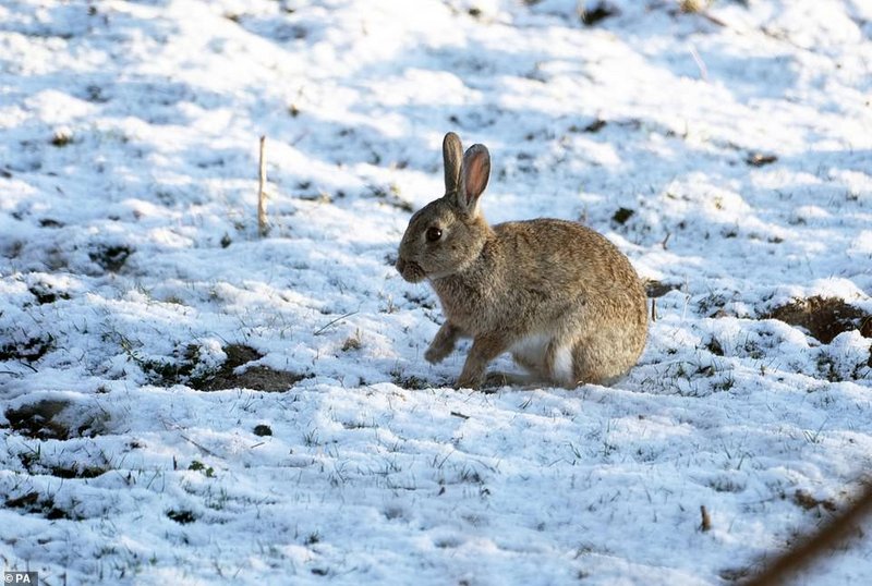 rabbit-snow-easter-monday.jpg