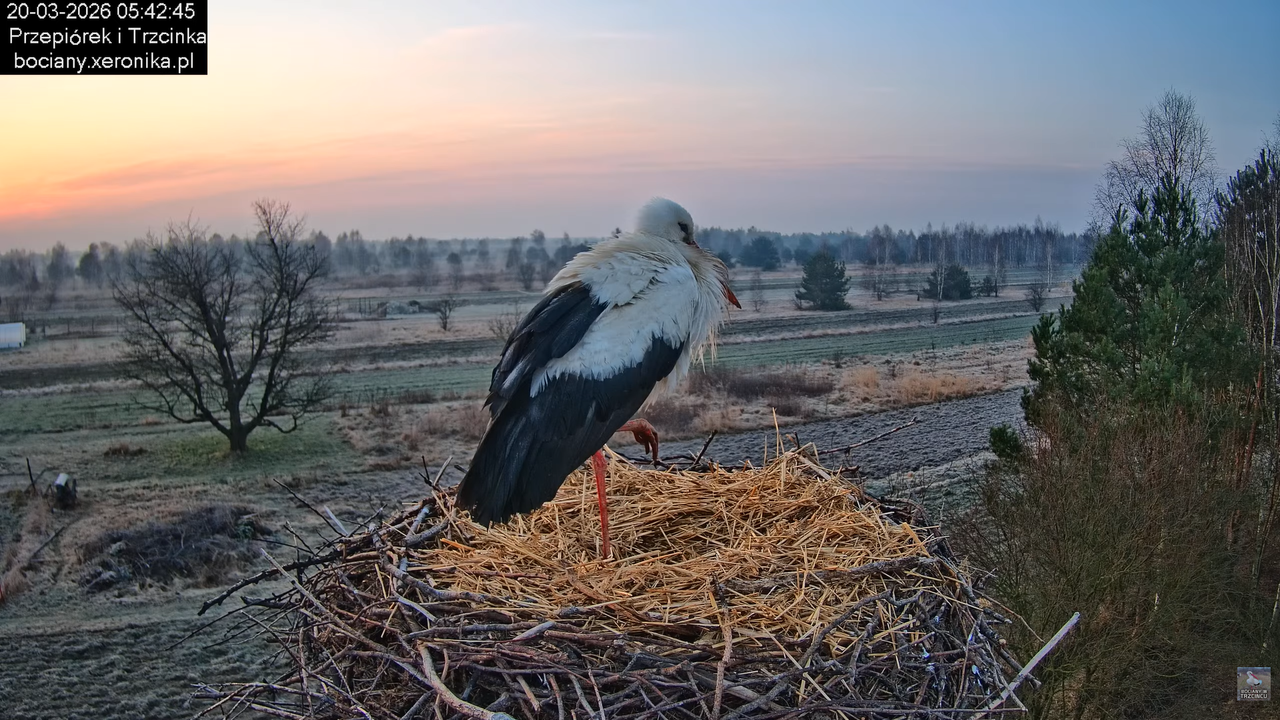 20032026bociany 8