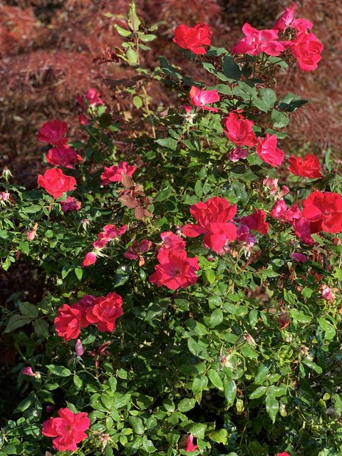 [Image: IMG-6477.jpg]