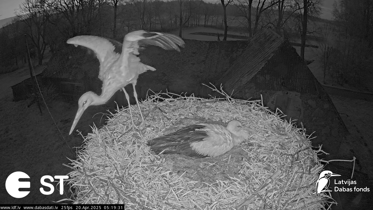 (41) Baltie stārķi (Ciconia ciconia) Tukuma novadā __ White storks in Tukums, Latvia - YouTube - 610