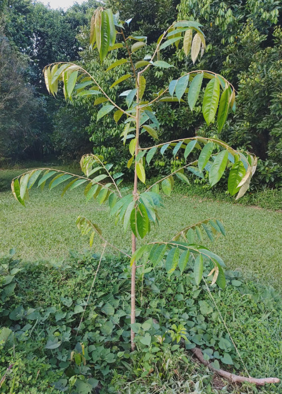 After_topping