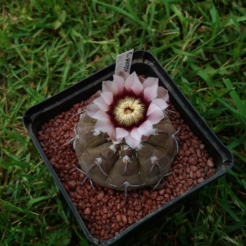 Gymnocalycium bodenbenderianum (riojense) MT 08-390 nr 3
