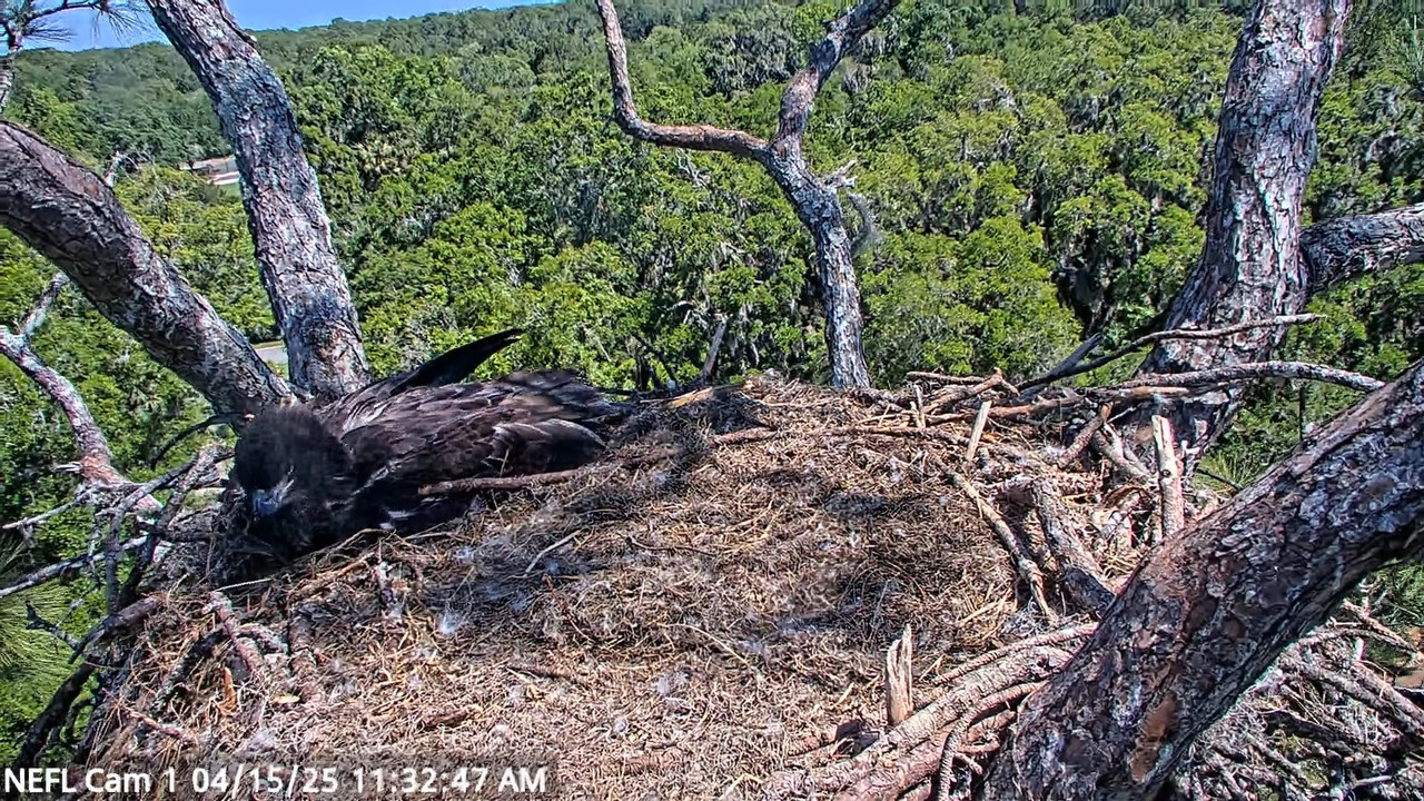 NEFL Cam 1 — tiešraidē Bald Eagle Cam 9-53-36 screenshot