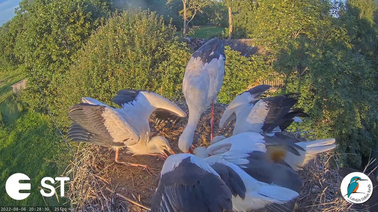 Baltie stārķi (Ciconia ciconia) Tukuma novadā - LDF tiešraide __ White storks in Tukums, Latvia 9-25