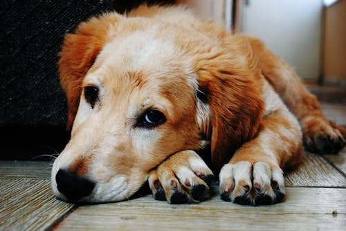 Pet Storage Container Reviews