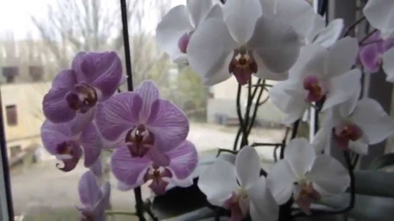 Советы по уходу за орхидеями, чтобы избавиться от мошек