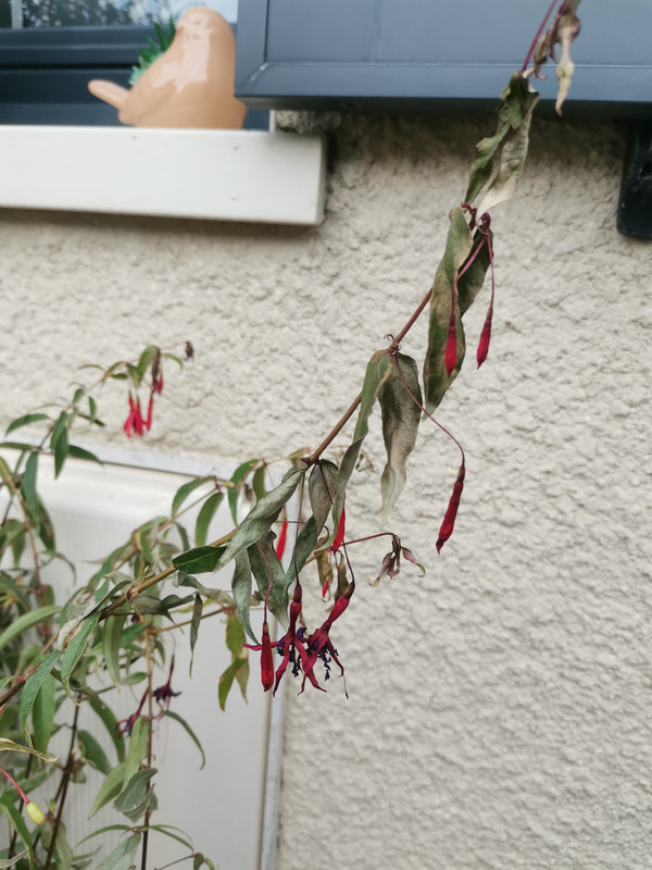 529282661_1082492556826624_8809957399164037310_n (1)