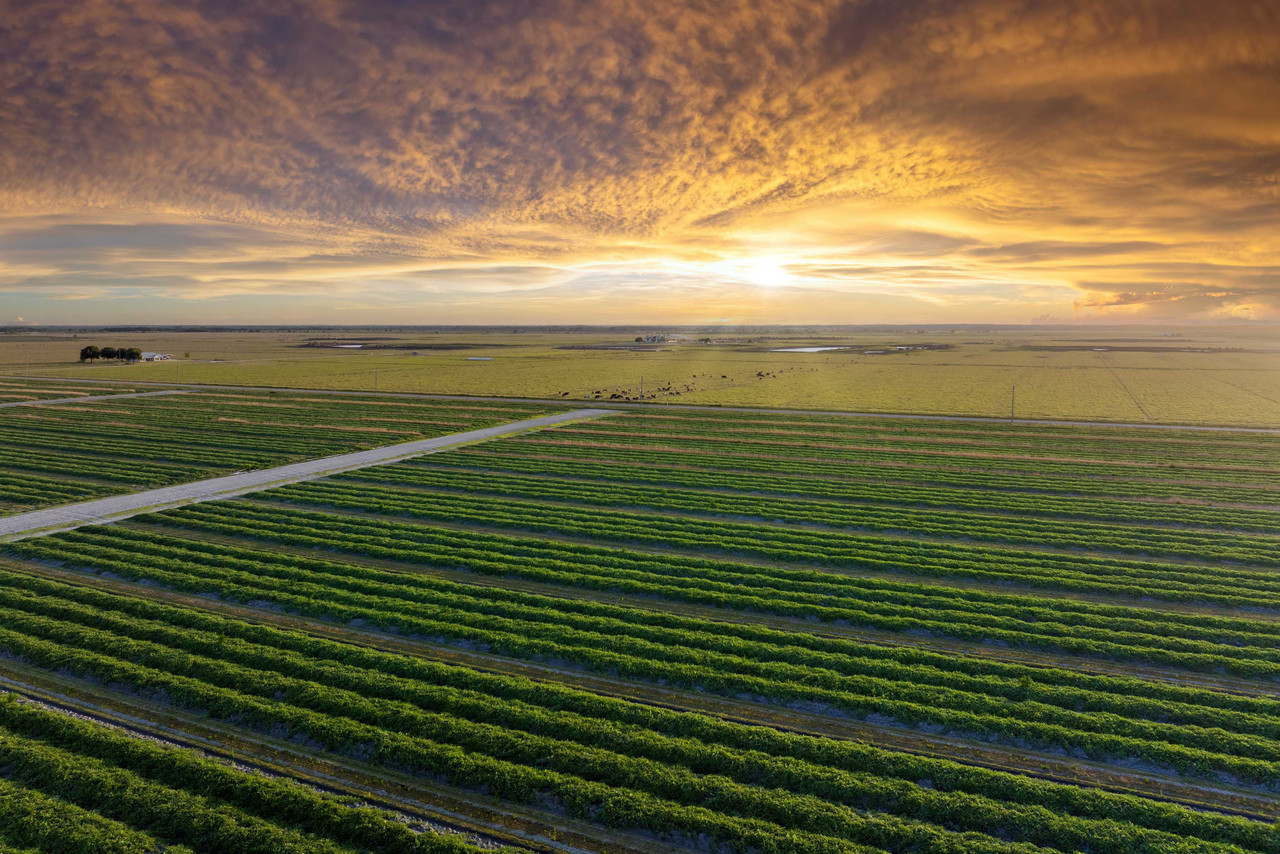 Agricultural farmland scouting in Tanzania