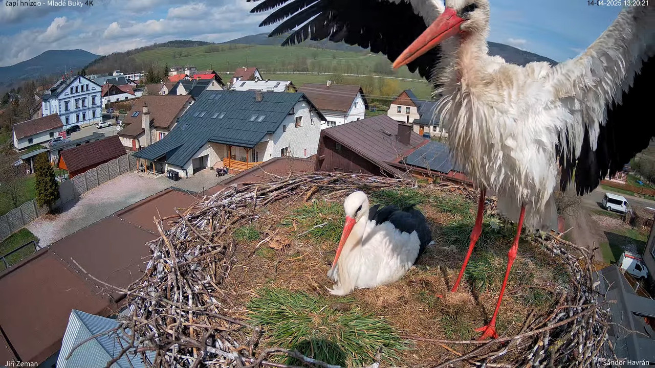 Tiešraides kamera — Mladé Buky — stārķa ligzda 4K 16-30-46 screenshot