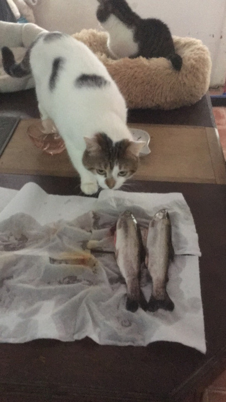 1EA3A5D0-F949-453E-B075-B9594EB065FC