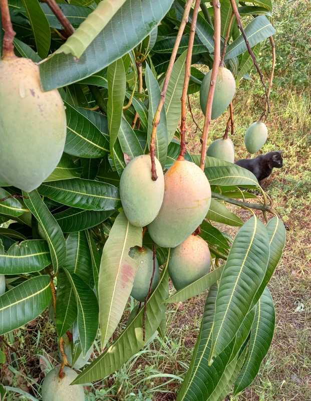 IMG_20240530_184310035_HDR~2