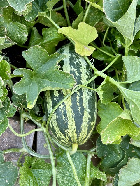 [Image: IMG-1280.jpg]