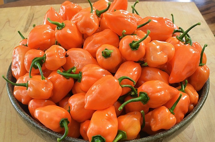 Ilustrasi cabai habanero yang terkenal pedas.