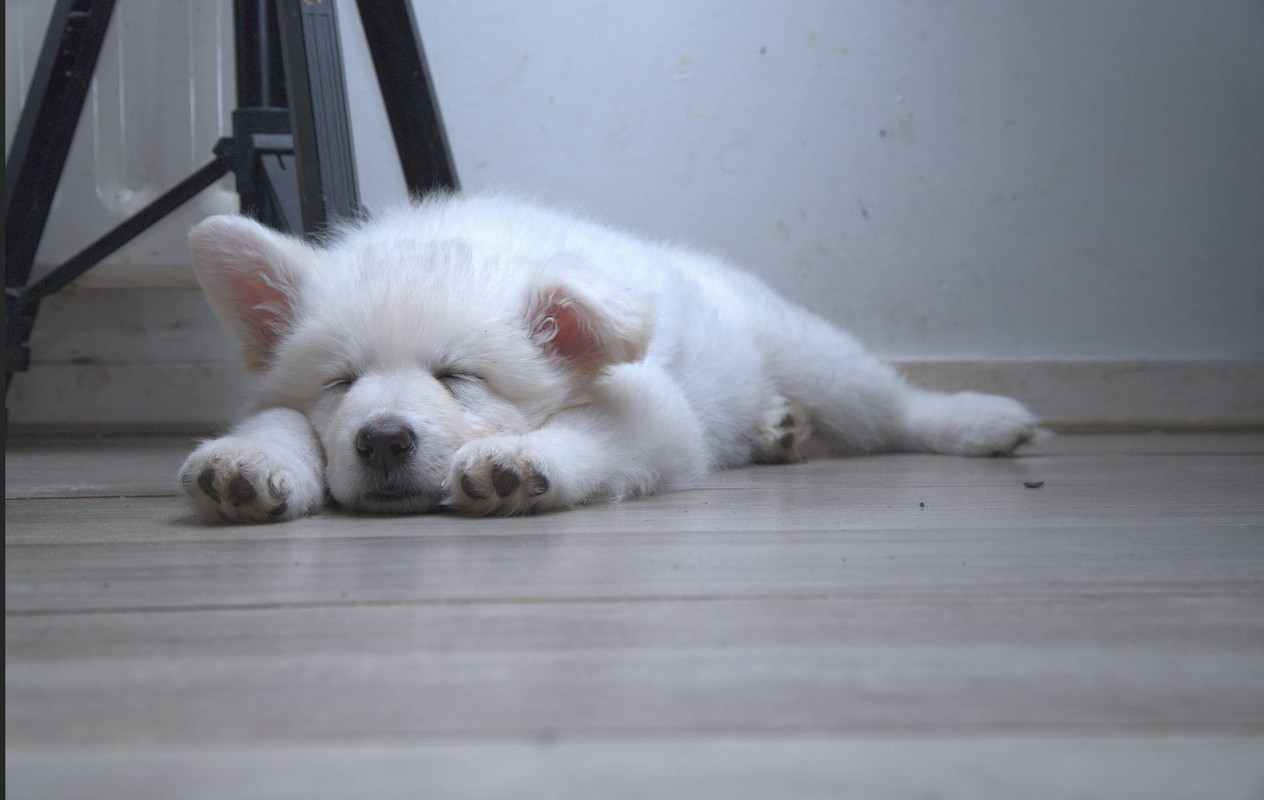 IMAGE: https://i.postimg.cc/T2bBvTXP/pat.jpg