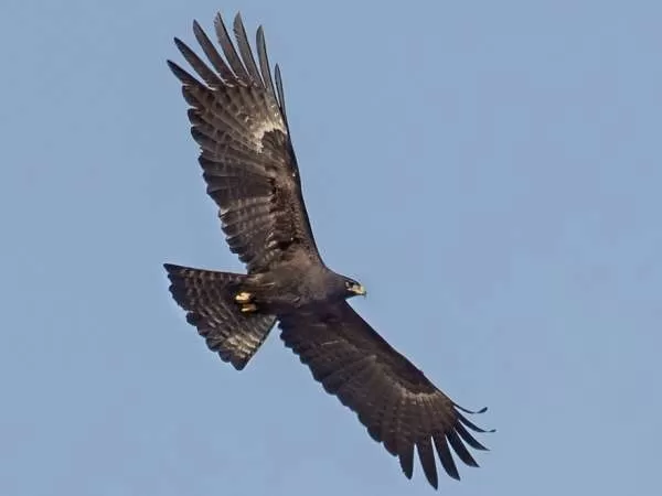 [صورة: black-vulture-facts-10488-2-1707502009.webp]