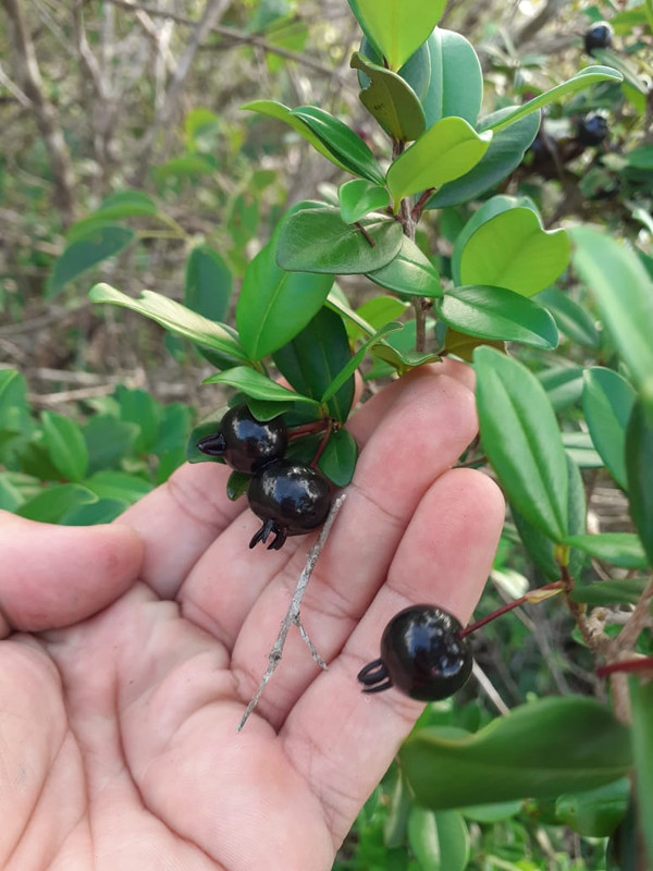 WhatsApp Image 2020-12-20 at 00.10.00 (16)