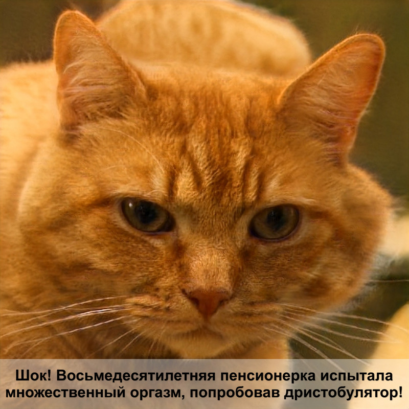 порода кошек рыжей окраски