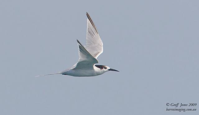 ID Aves marinhas I Roseate-Tern-Sterna-dougallii-AU-ROTE-05-Broome-WA-Nov-2009