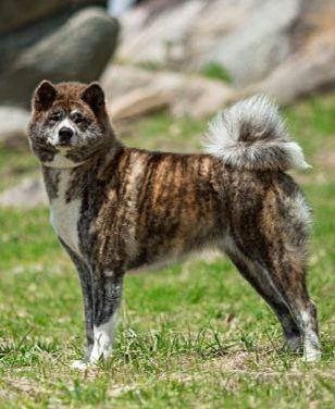 Inunaki Legends Okami Wolf