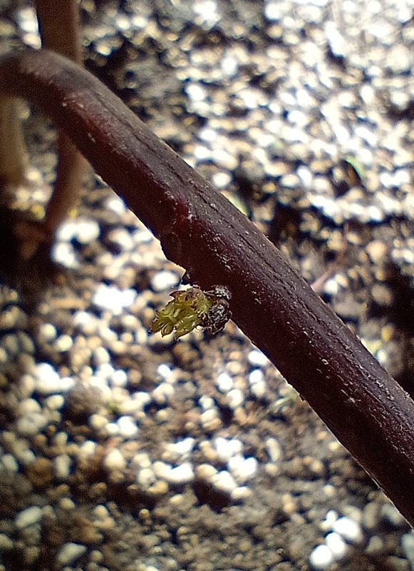 IMG_20250413_094632568_MFNR