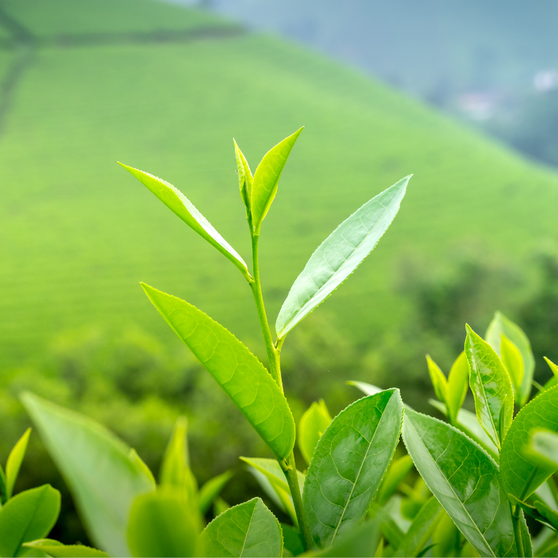 Thé Vert - Ingrédients Cosmétiques Naturels du Maroc
