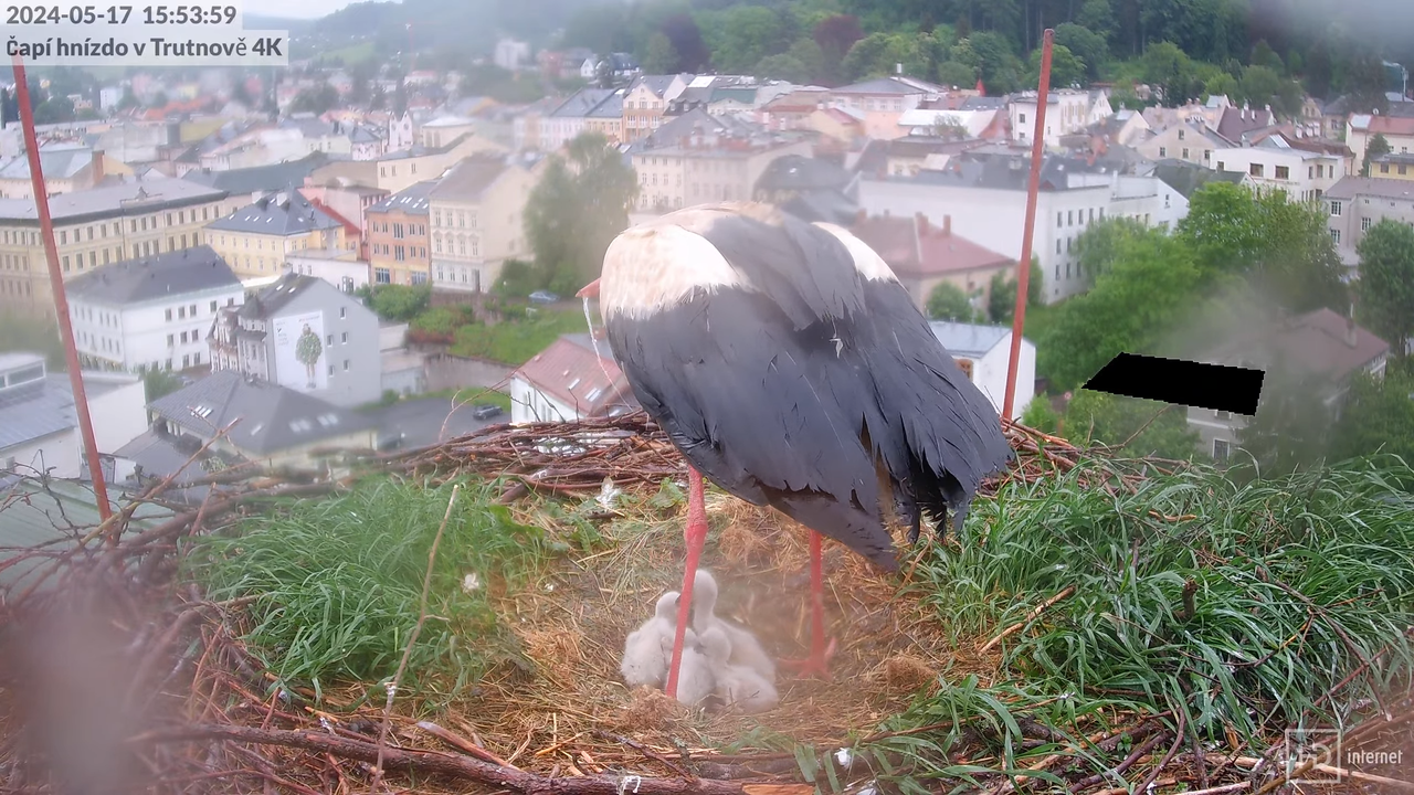 Živě z čapího hnízda na pivovarském komíně v Trutnově 5-38-44 screenshot