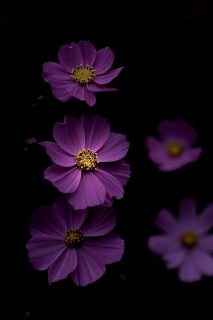 [Image: AAF00255-DB2-A-43-AD-B642-D61-F12-E88869.jpg]