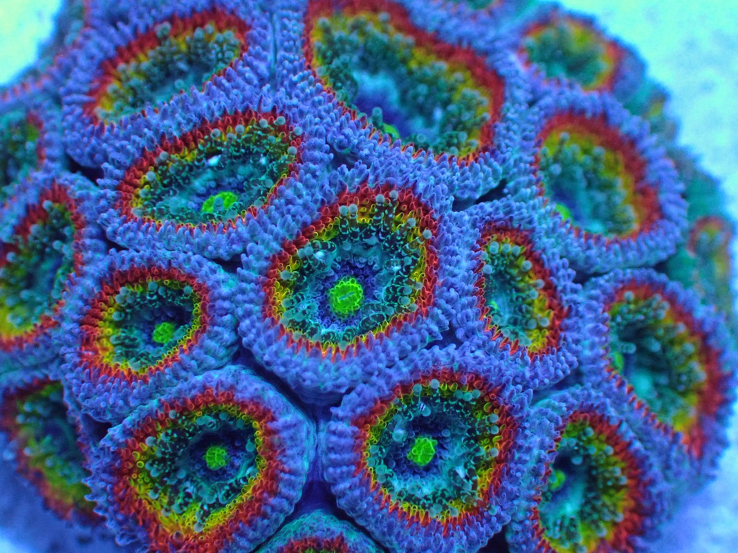 BROAQUA 布魯水族 珊瑚水族零售_照片_20240320_4