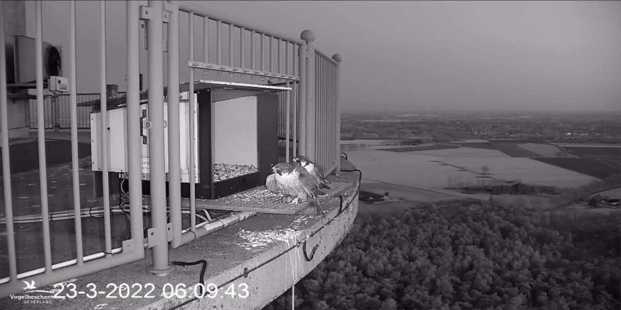 campics BDL 2022 va 20 maart 2022 ©VWGGemert/Vogelbescherming Nederland - Pagina 6 Video-2022-03-23-061149-Trim-Moment-3