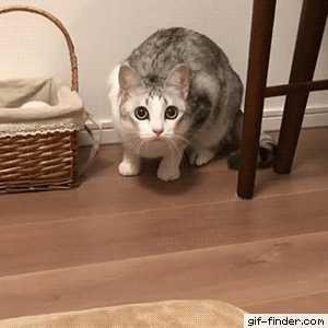 https://i.postimg.cc/T2kLj5zx/8.gif