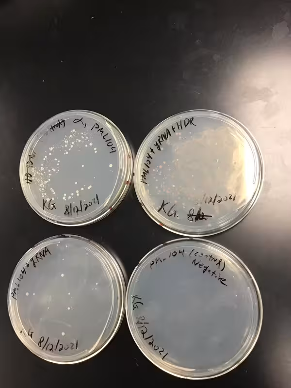 CRISPR-Cas9 & S cerevisiae  (Image 5) (2021)