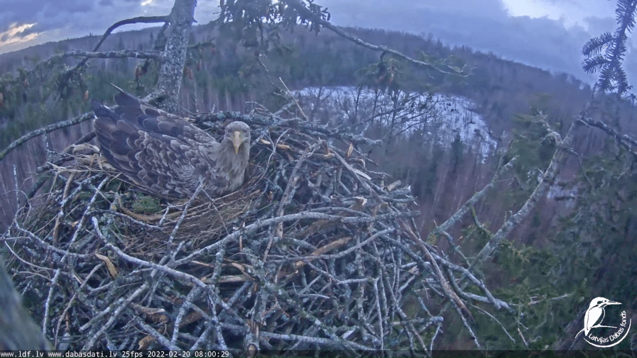 Webp.net-gifmaker (7)