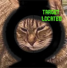 cat photoshopped