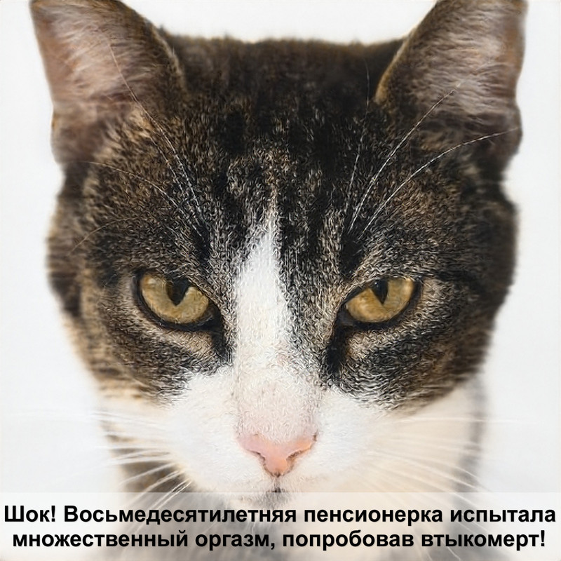 почему кошка таскает котят