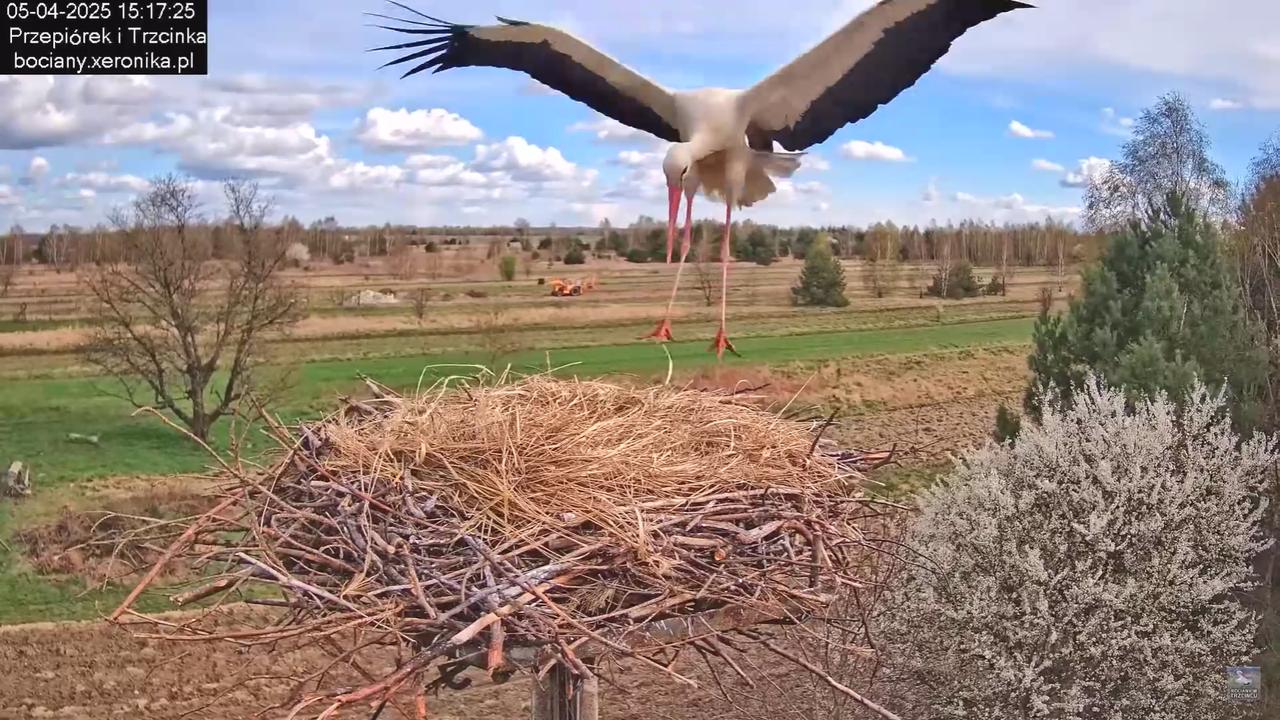 05042025paresekundwgniezdzie_4