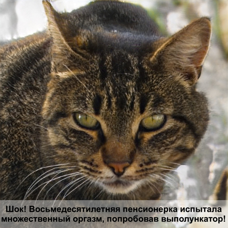 бенгальская кошка серого окраса