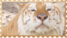 made by @transmascgarfield on tumblr