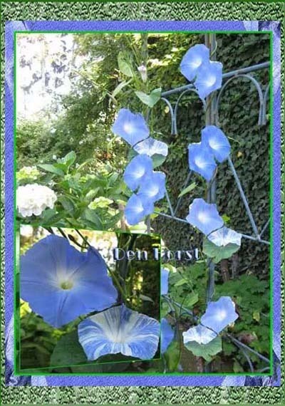 KLIMMENDE-WINDE-IPOMOEA-TRICOLOR-FLYING-SAUCERS