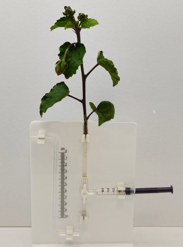 A simple potometer diagram showing apparatus setup