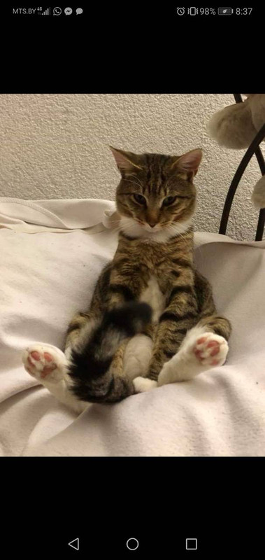 Поцелуйкин дома